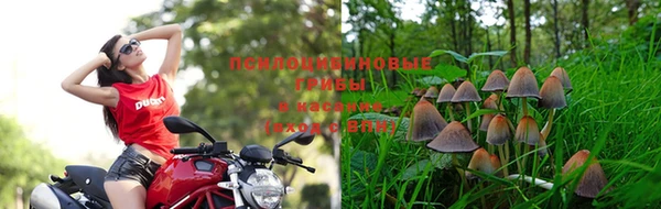 прущие грибы Аркадак